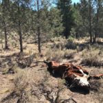 Mysterious Bulls Deaths East Oregon