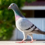 Armando Racing Pigeon